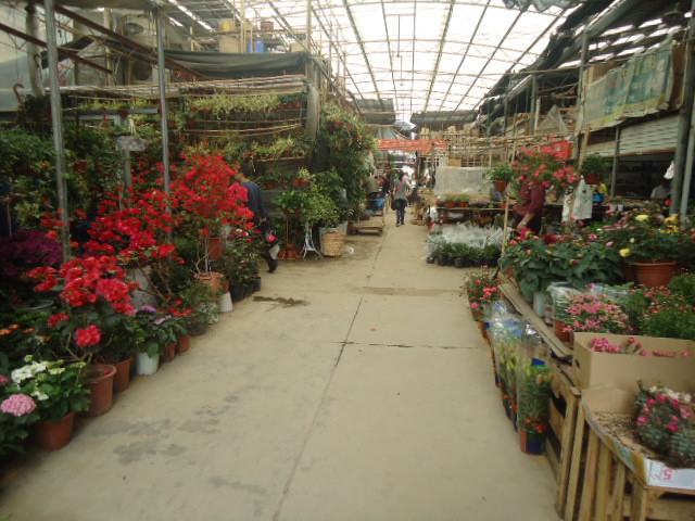 花鳥市場(chǎng)短信營銷案例 花鳥市場(chǎng)短信營銷案例