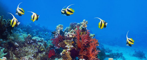 海洋館短信營銷案例